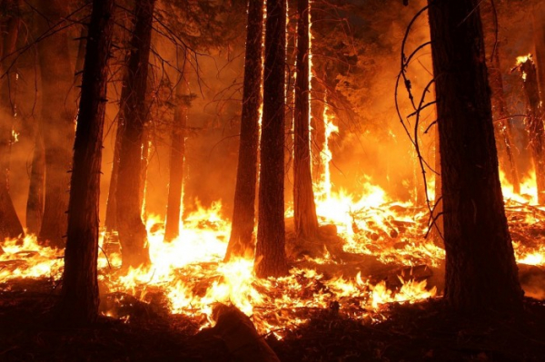 Hasiči varují před požáry v přírodním prostředí
