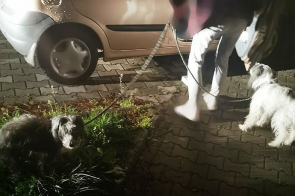 Osobní vůz se dvěma psy zaparkovala na chodníku a šla pít. Opilá pak chtěla odjet domů